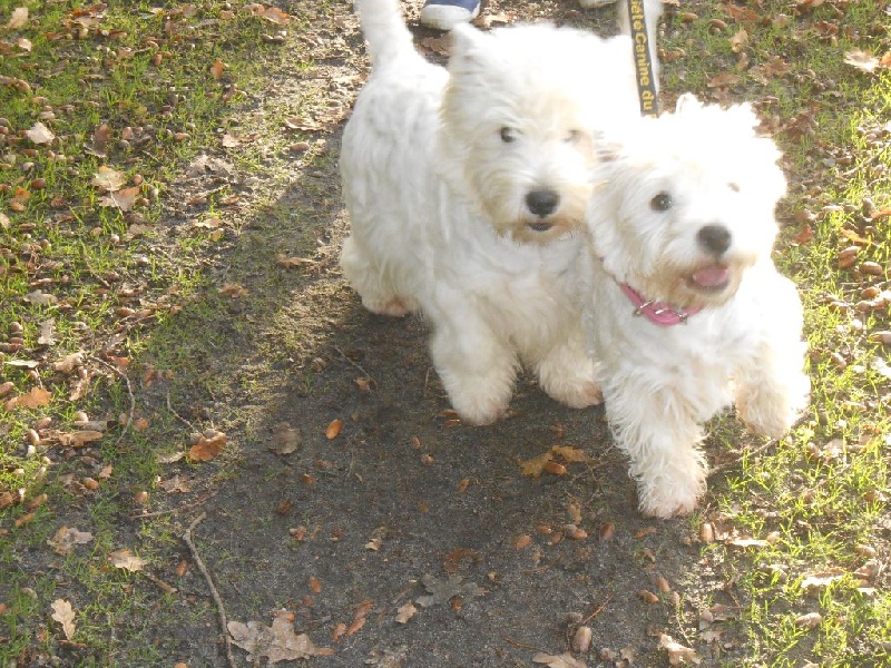 WESTIES AU NATUREL