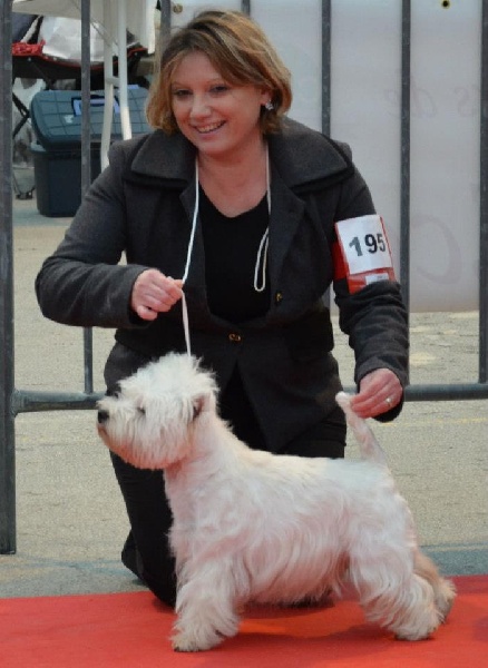 EXPOSITIONS CANINES